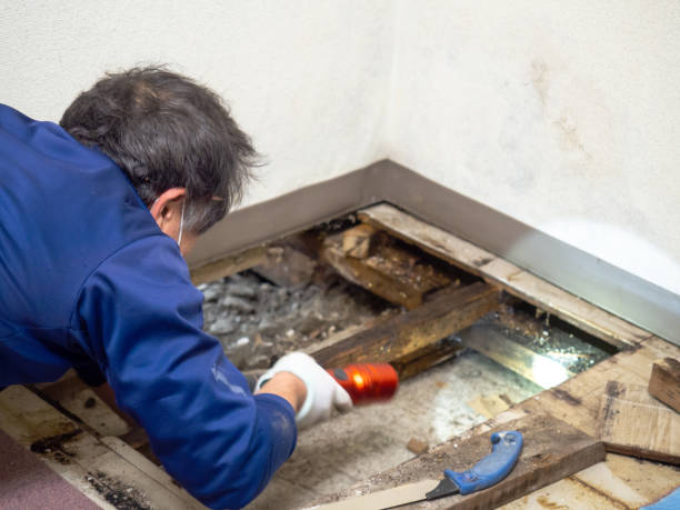Best Black Mold Remediation in Standish, MI